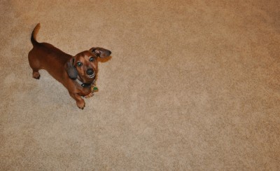 Just this morning I was complaining how our weiner dog, Brutus (pictured above), wouldn't poop when I took him out.  I was out walking around our yard and he's just sniffing around, peeing on stuff… after he already peed.  